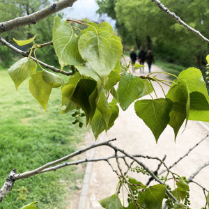 Photographie n°2473379 du taxon Populus nigra L. [1753]