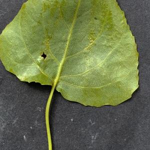 Photographie n°2473386 du taxon Populus nigra L. [1753]