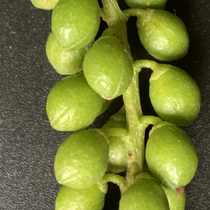  - Populus nigra L. [1753]