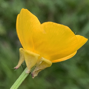 Photographie n°2473394 du taxon Ranunculus bulbosus L. [1753]