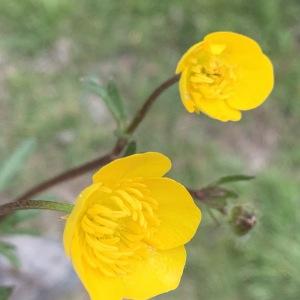 Photographie n°2473398 du taxon Ranunculus bulbosus L. [1753]