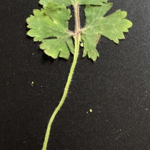  - Ranunculus bulbosus L. [1753]