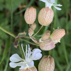 Photographie n°2473417 du taxon Silene vulgaris (Moench) Garcke [1869]