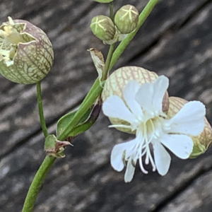 Photographie n°2473422 du taxon Silene vulgaris (Moench) Garcke [1869]