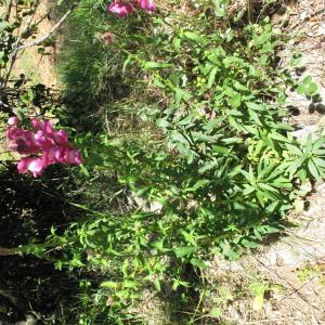 Photographie n°2473425 du taxon Antirrhinum majus L.