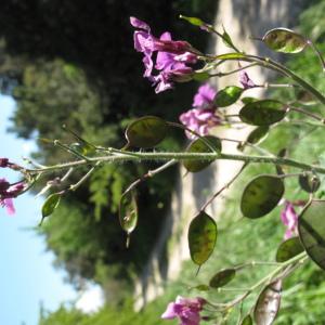 Photographie n°2473427 du taxon Lunaria annua L.