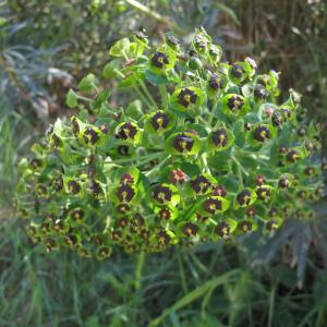 Photographie n°2473429 du taxon Euphorbia characias L.