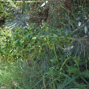 Photographie n°2473430 du taxon Euphorbia characias L.