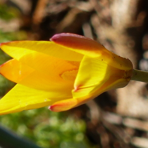 Photographie n°2473448 du taxon Tulipa sylvestris L.