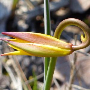 Photographie n°2473449 du taxon Tulipa sylvestris L.