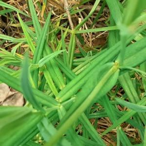  - Stellaria holostea var. holostea