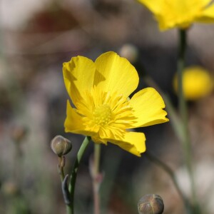 Photographie n°2473497 du taxon Ranunculus gramineus L.