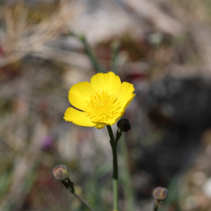 Photographie n°2473498 du taxon Ranunculus gramineus L.