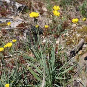 Photographie n°2473499 du taxon Ranunculus gramineus L.