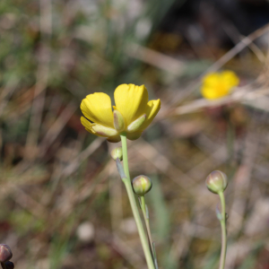 Photographie n°2473501 du taxon Ranunculus gramineus L.