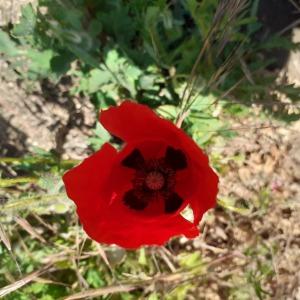 Photographie n°2473510 du taxon Papaver rhoeas L.