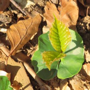 Photographie n°2473542 du taxon Fagus sylvatica L. [1753]