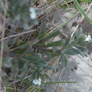 Photographie n°2473583 du taxon Buglossoides arvensis (L.) I.M.Johnst. [1954]