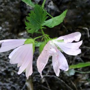 Photographie n°2473632 du taxon Malva moschata L. [1753]