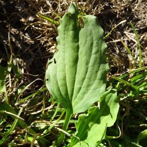 Photographie n°2473638 du taxon Plantago major L.