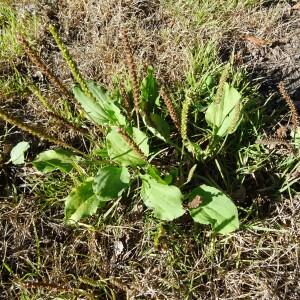 Photographie n°2473640 du taxon Plantago major L.