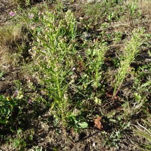 Photographie n°2473649 du taxon Erigeron canadensis L. [1753]