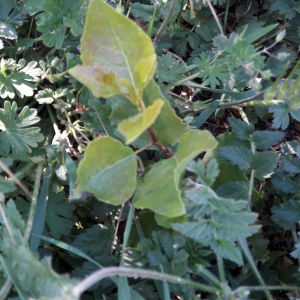 Photographie n°2473662 du taxon Populus nigra L.