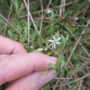 Photographie n°2473684 du taxon Stellaria alsine Grimm [1767]