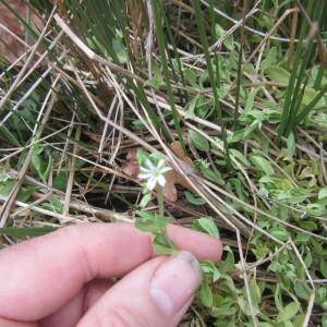 Photographie n°2473685 du taxon Stellaria alsine Grimm [1767]