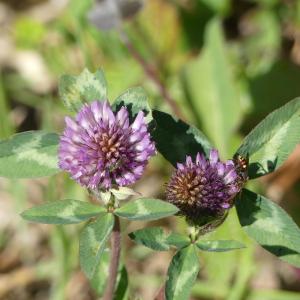 Photographie n°2473702 du taxon Trifolium pratense L. [1753]