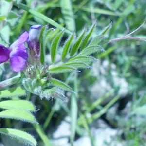 Photographie n°2473707 du taxon Vicia sativa L. [1753]