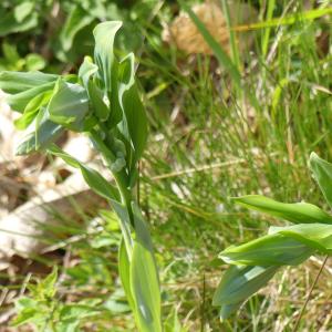 Photographie n°2473712 du taxon Polygonatum multiflorum (L.) All.