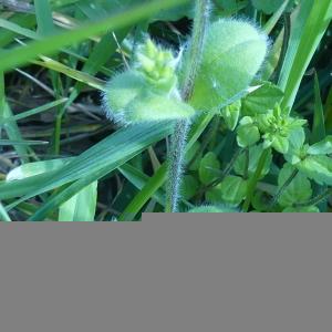 Photographie n°2473717 du taxon Cerastium glomeratum Thuill. [1799]