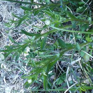 Photographie n°2473727 du taxon Leucanthemum vulgare Lam. [1779]