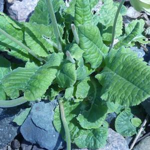 Photographie n°2473738 du taxon Primula veris var. columnae (Ten.) B.Bock