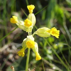 Photographie n°2473739 du taxon Primula veris var. columnae (Ten.) B.Bock