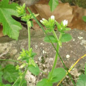 Photographie n°2473784 du taxon Cerastium glomeratum Thuill. [1799]