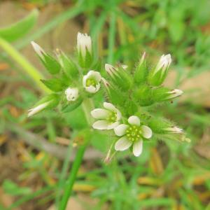 Photographie n°2473785 du taxon Cerastium glomeratum Thuill. [1799]