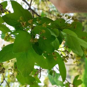 Photographie n°2473816 du taxon Acer monspessulanum L.