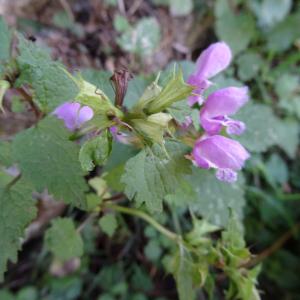 Photographie n°2473864 du taxon Lamium maculatum (L.) L. [1763]