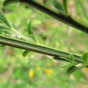 Photographie n°2473875 du taxon Cytisus scoparius (L.) Link