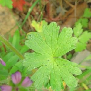 Photographie n°2473884 du taxon Geranium molle L. [1753]