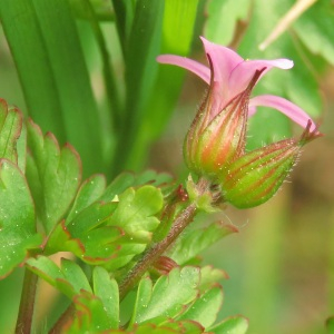 Photographie n°2473886 du taxon Geranium robertianum subsp. purpureum (Vill.) Nyman [1878]