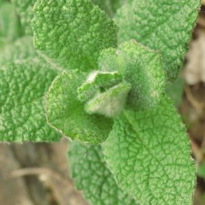 Photographie n°2473897 du taxon Mentha suaveolens Ehrh. [1792]