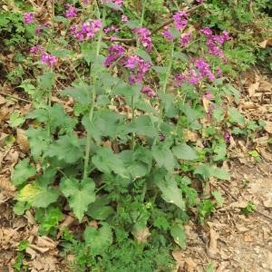 Photographie n°2473902 du taxon Lunaria annua L. [1753]