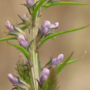 Photographie n°2473904 du taxon Anarrhinum bellidifolium (L.) Willd. [1800]