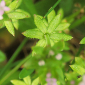 Photographie n°2473926 du taxon Sherardia arvensis L. [1753]