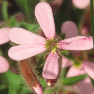 Photographie n°2473928 du taxon Saponaria ocymoides L.