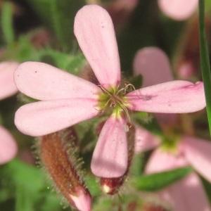 Photographie n°2473929 du taxon Saponaria ocymoides L.