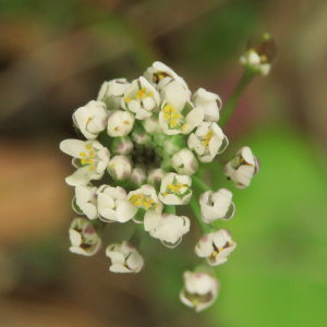 Photographie n°2473937 du taxon Teesdalia nudicaulis (L.) R.Br. [1812]